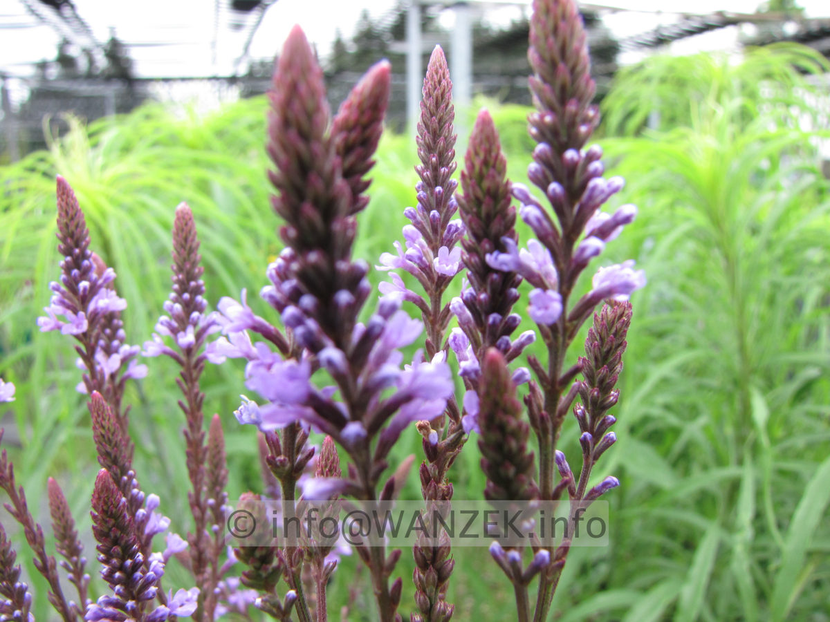 Verbena hastata 02 Bluete nah.JPG